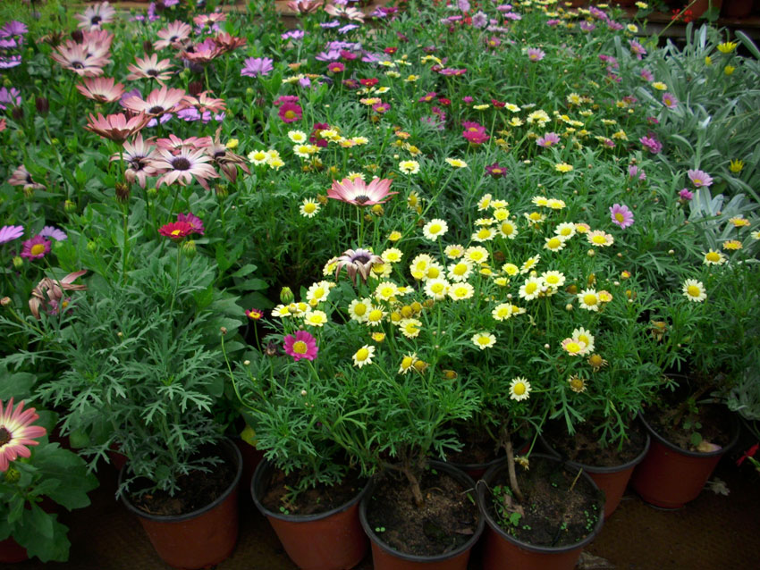 St Elie Flowers lebanon,Florists in lebanon, lebanon florists, flowers in lebanon, lebanon flowers, flower shops in lebanon, lebanon flower shops, send flowers in lebanon, wedding flowers in lebanon, lebanon wedding flowers, wedding bouquets in lebanon, bridal bouquets in lebanon, brdie bouquet in lebanon, roses in lebanon, tulips in lebanon, flower arrangements in lebanon, baby flower arrangement in lebanon, new born flower arrangements in lebanon, flower gifts in lebanon, birthday flower arrangement in lebanon, valantines roses in lebanon, valentines flower arrangements in lebanon, valentine gifts in lebanon, flower shop in lebanon,plants nursery in lebanon, landscaping in lebanon, Nursry plants, flowers, landscaping, wedding flowers, bouquets for all occasions, valentines roses, mothers day roses, newly born baby flowers, plants in pots, plants for the garden, money tree, bonsai tree